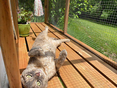 Cats in Quarantine Go Crazy for DIY Catios - Catio Spaces