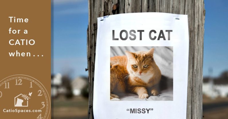 Tools to find a lost cat: Humane trap - First Street Pets