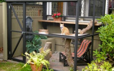 Join Catio Spaces in Honoring National Animal Safety and Protection Month