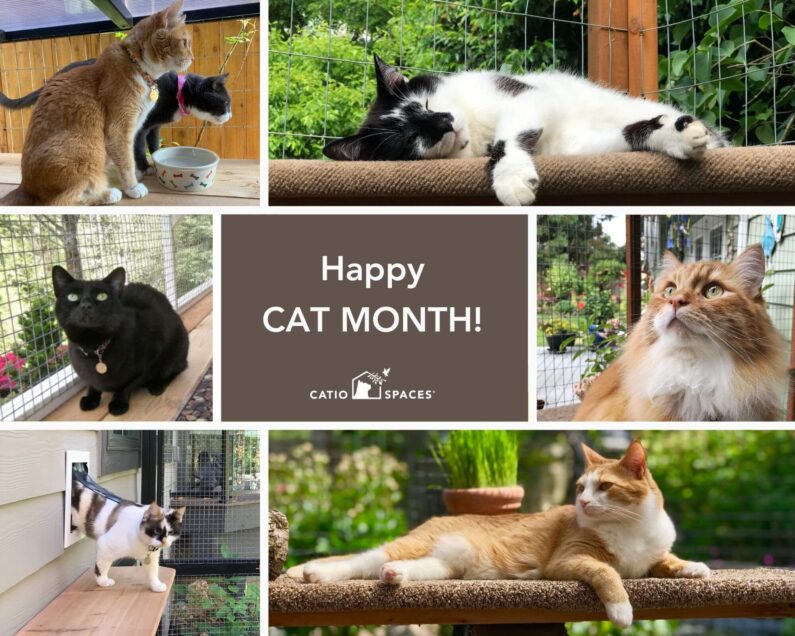 Happy Cat Month Catio Spaces 