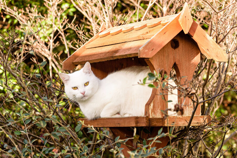 Cat In Birdhouse Shutterstock 744837358 4.8 Catio Spaces (1)