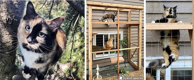 Catio Tree Climber Cat Diy Haven Plan 3 Up Wm Catiospaces