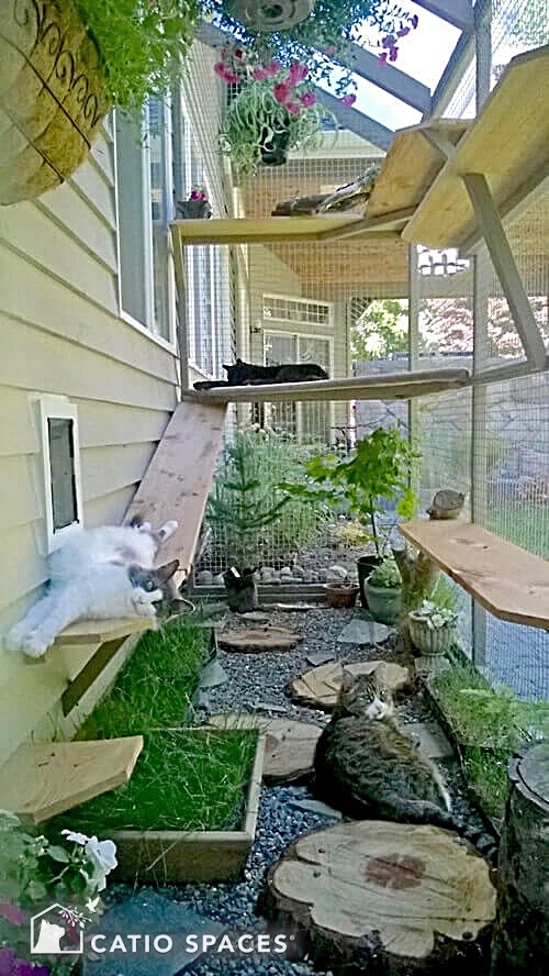 Catio pinterest hotsell