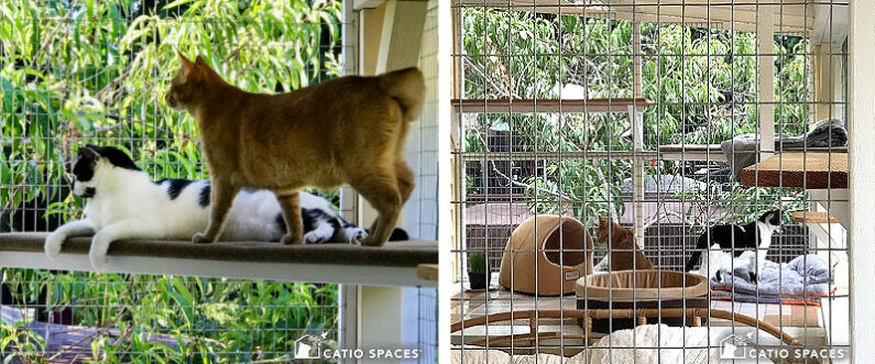 Multi Cat Summers Catio  Interior Catiospaces