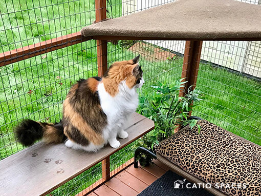 Catio Cat Enclosure Cookie Low Shelf Senior Catiospaces