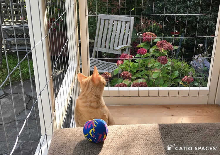 Catio Cat Enclosure Interior Cat Janey Wm Img5257