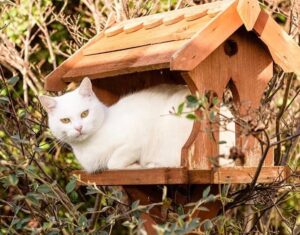 Catio Cat Enclosure Birdhouse Catiospaces (1)