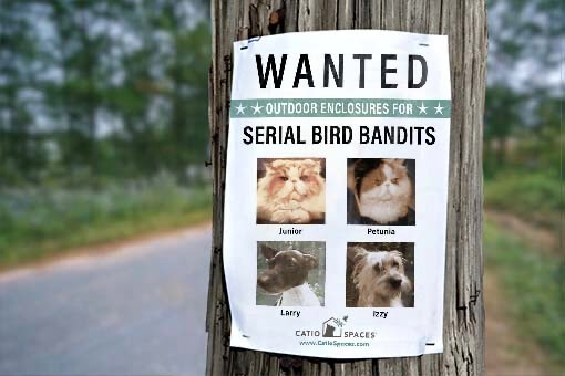 Catios Cat Enclosures Bird Bandit Wanted Poster Catiospaces