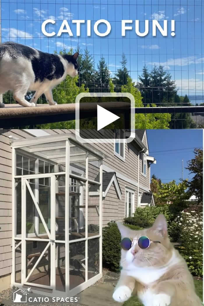 Every day is fun in a catio! See our catio showcase featuring a variety of catios and happy cats enjoying the carefree catio lifestyle. Tabby Cevin, our “Daddio” cat, was a great sport and earned his sunglasses on this project. Check out why life is good in a catio!