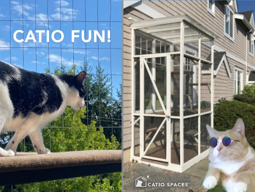 Catios Catenclosures Catiospaces Music Video