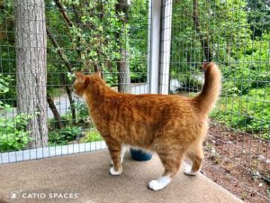 Catio Cat Beluga Looking Shelf Wm Catiospaces