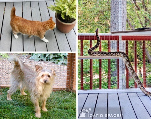 Catio Time Share Pets Enclosures 510 Catiospaces