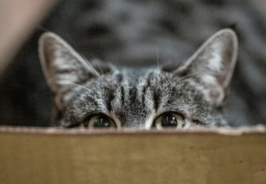 cat peaking over litter box