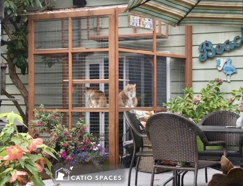 Catio Cat Enclosure Exterior Louie Samplson Sanctuary Catiospace