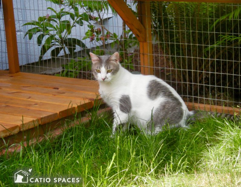 Caito Cat Enclosure Grass Deck Catiospaces