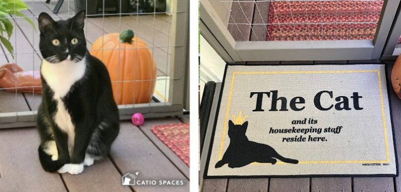 The Cat Catio Spaces