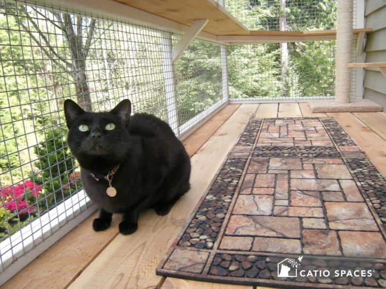 Catio Black Cat Looking Up Window Box Interior Wm Catiospaces (1)