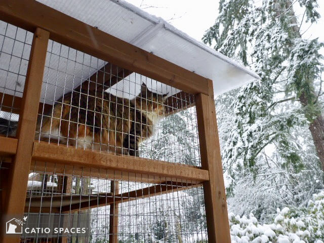 Catio Winter Poly Roof Exterior Cat Looking Wm Caitospaces (1)