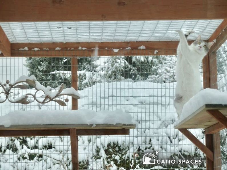 Outdoor Cat Care in Winter: Cold Weather Cat Safety Tips - Tractive