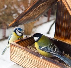 November Catiospaces Birds in bird feeder
