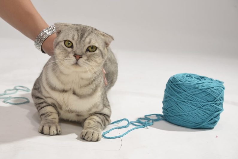 cat playing with blue yarn