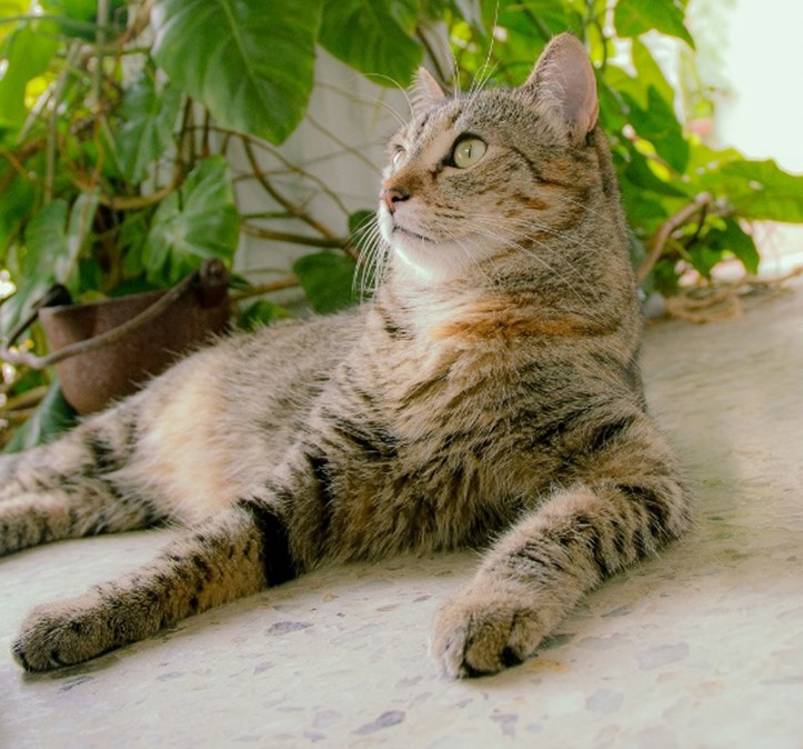 Cat Laying By Green Plants