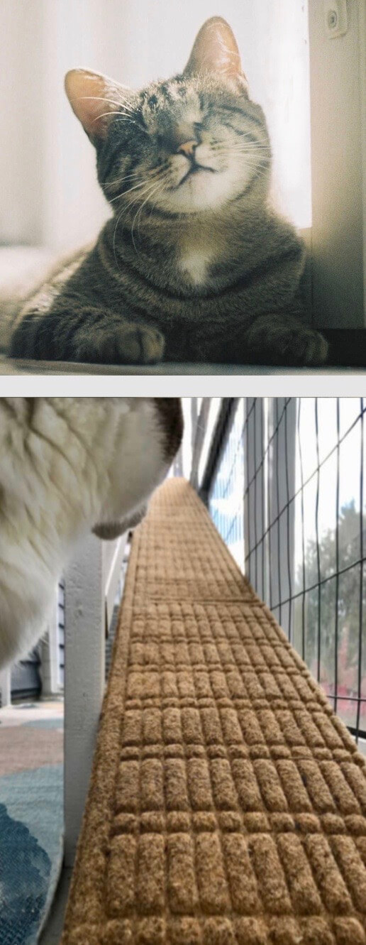 Vertical Blind Cat Tips And Cat Ramp Catiospaces (1)