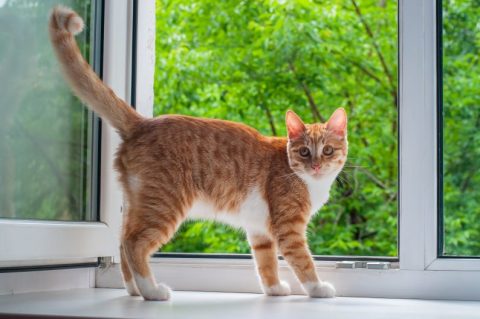 Catios: The Cure for Spring Fever - Catio Spaces