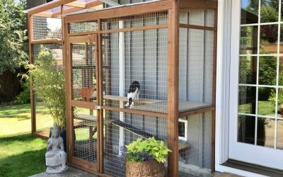 8 Catio-Building Mistakes to Avoid
