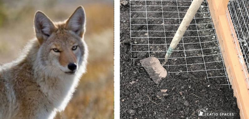 Coyote Dig Proof Wire Perimeter Catio Catiospaces.com