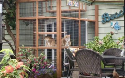 Catio Kits, DIY Plans, or Custom? Pros and Cons of Catio Types