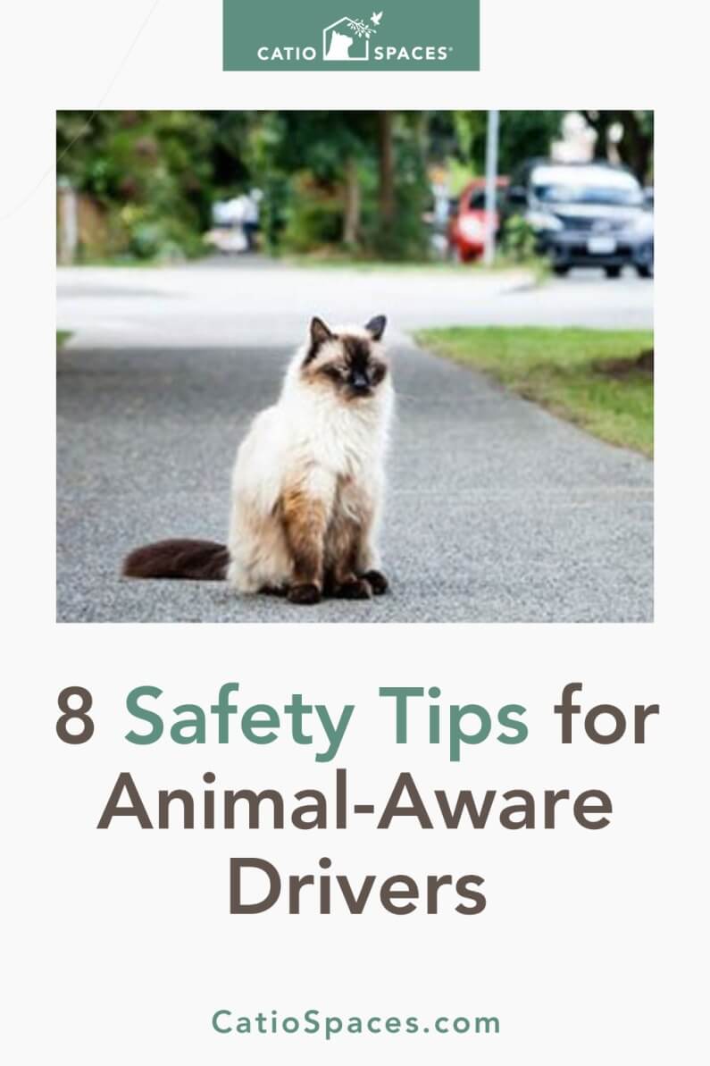 Swerve or Brake? Be an Animal-Aware Driver | October, November and December are the most dangerous months for animal collisions. We're keeping cats safe in outdoor cat enclosures, "catios", and these safety tips for being an animal-aware driver.