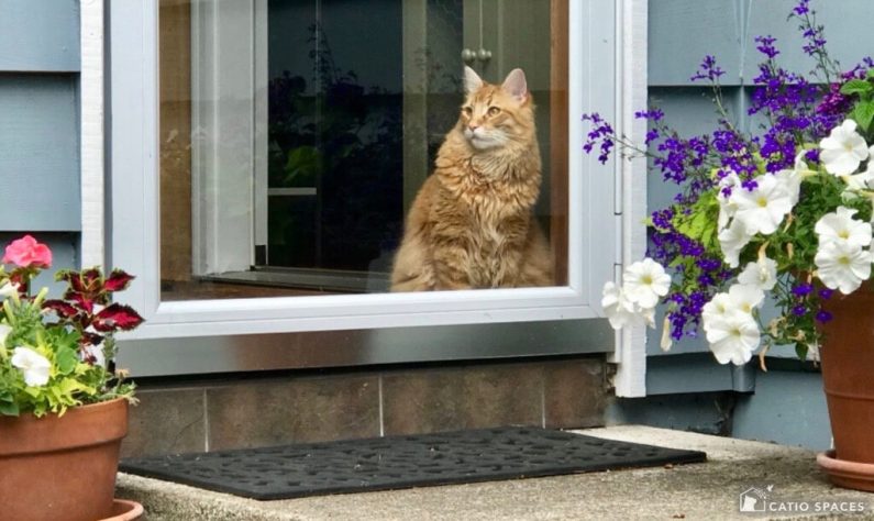 Cat By Door Looking Out Sammy Wm Catiospaces (1)