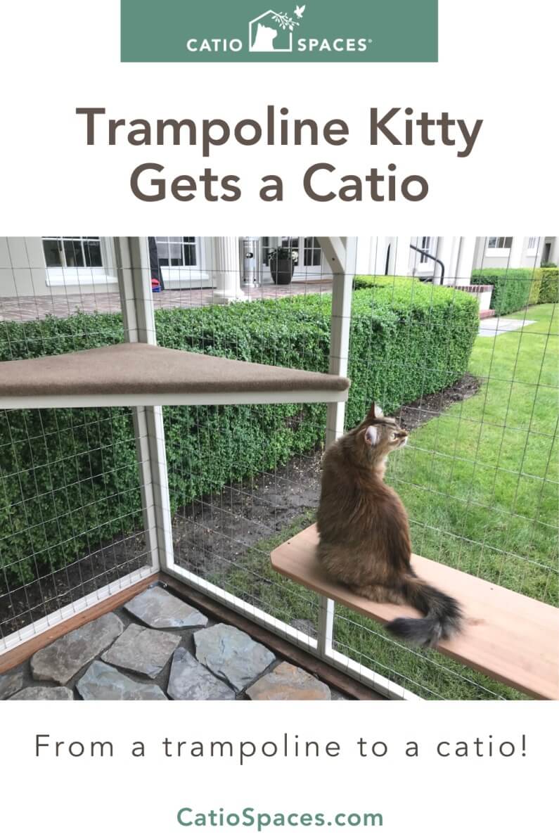 Trampoline Kitty Gets a Catio | A custom catio experience through Catio Spaces was the best option for this unique building site. The personal touches blended the catio with the existing home and enhanced their yard! Cat ownership is so much more pleasant and stress-free when you live life in a catio!