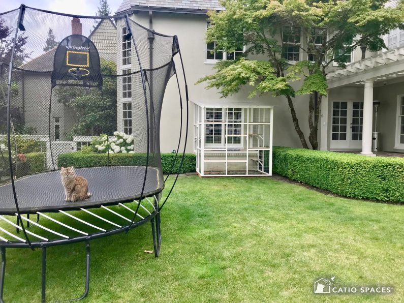 Trampoline Kitty Gets a Catio Catio Spaces