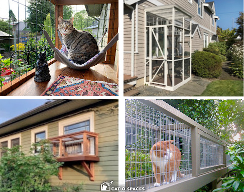 Indoor cat shop outside enclosure