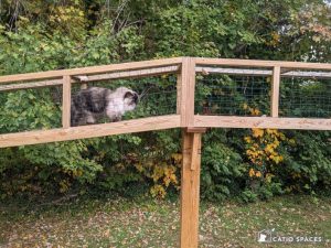 Diy Cat Tunnel Tao Outdoor Cat Enclosure Catiospaces