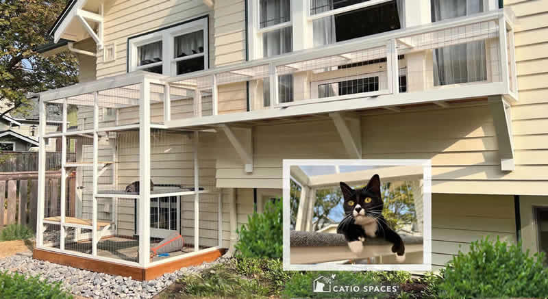 Cat Tunnel To Larger Catio White Inset Cat Hosken Cropped Plants Catiospaces