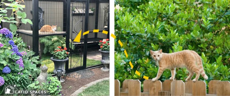 Catio Cat Enclosure 2 Up Arrow Exterior Catnap Cat Leash Catiospaces Com