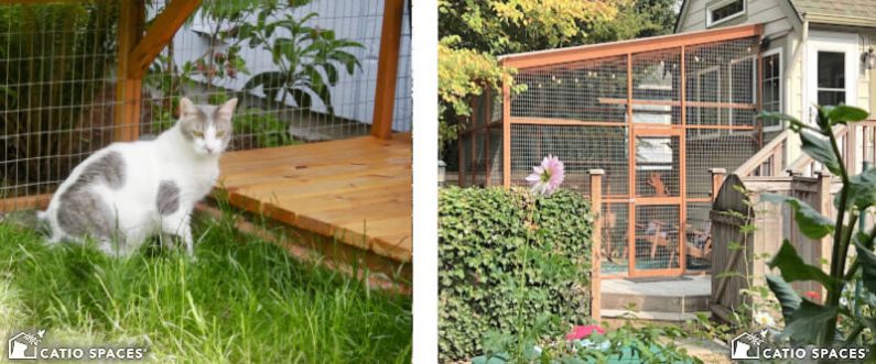 Building Catios: Making a Safe Outdoor Haven for Your Cat - Adding essentials for your cat