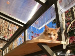 Catio Roof Mesh Poly Sun Cat Shelf Wm Catiospaces Com (1)