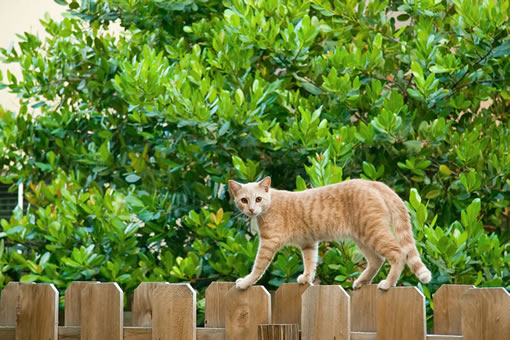 Bigstock Cat On The Fence Brighter 4828164