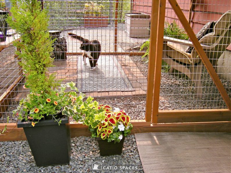 Catio Cat Enclosure Cat Walking Inside Strong 6637ed Wm Catiospaces Com (1)