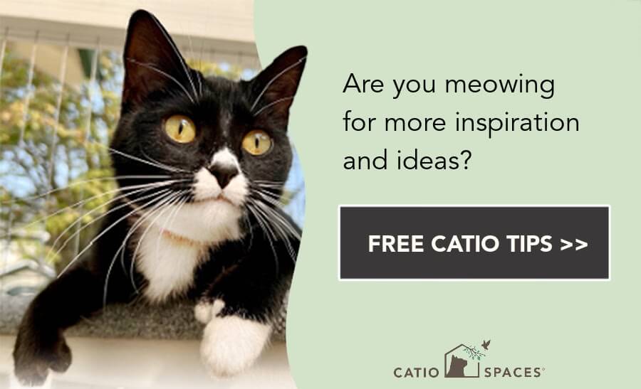 Free Catio Tips Meowing Cta Cat Enclosure Catiospaces