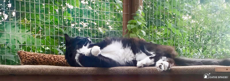 Tuxedo Cat Lounging Catio Strong 5971 Wm Catiospaces