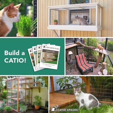 Diy cat hot sale patio