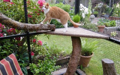 Is It Cheaper To Buy or Build a Catio?
