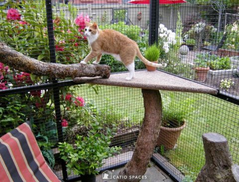 Is It Cheaper To Buy or Build a Catio? - Catio Spaces