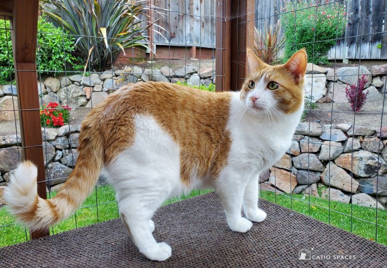 Haven Interior Diy Client Tabby Orange White Cat Shelf 185409 Wm Catiospacesj