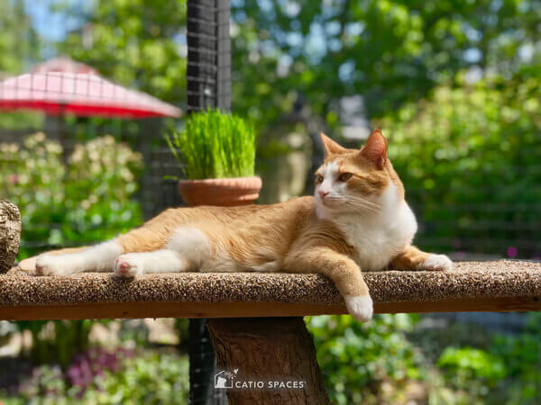 Rsz 3catio Cat Enclosure Interior Serena Lounging 5514 Portrait Wm Catiospaces Com (1)